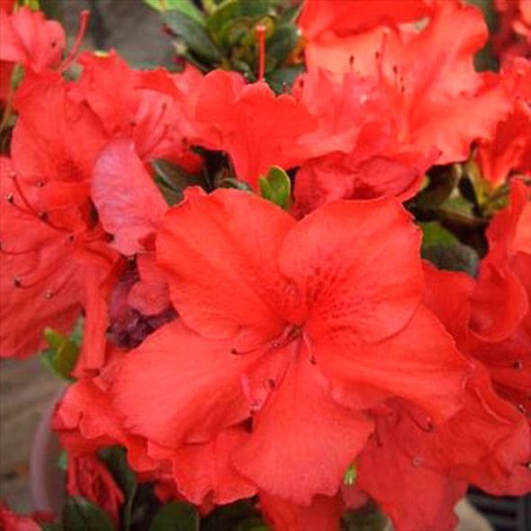 ツツジ 久留米ツツジ 本霧島 4号×3株セット｜花木10-AK | 花木・庭木