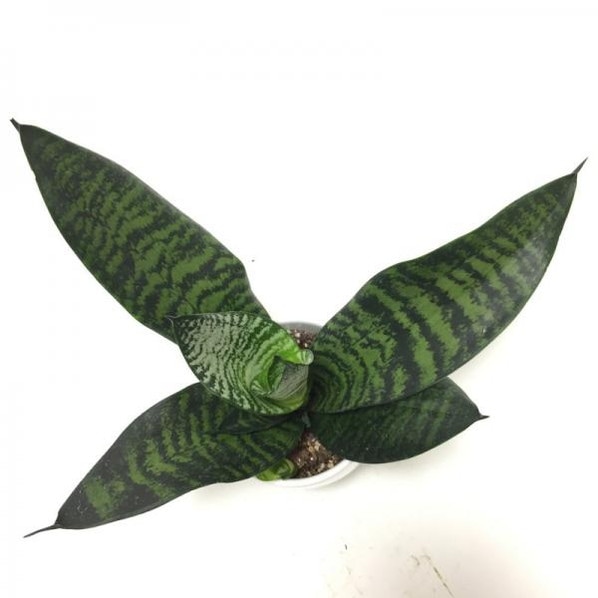 期間限定10％OFF！】サンスベリア 4号 ゼラニカ コンパクタ 白陶器鉢