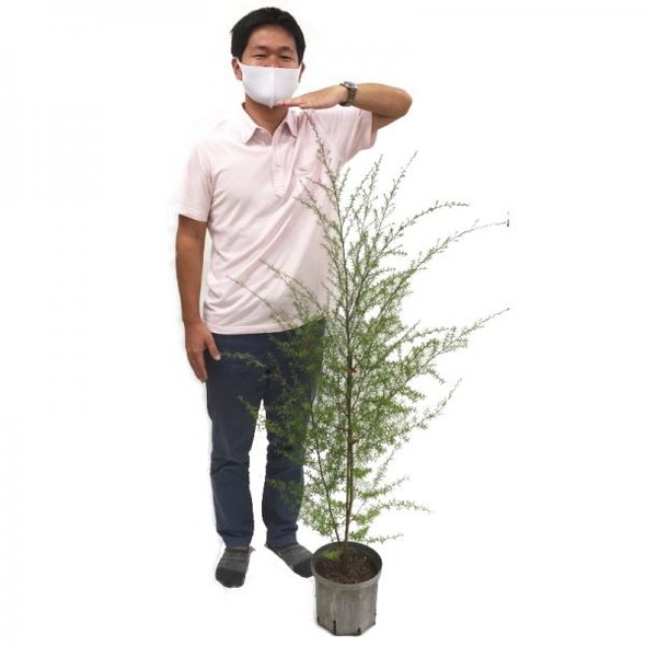 あの マヌカハニー の木 マヌカ 大株 日本ミツバチ 蜜源植物 赤塚植物園オンライン フラワーショップ 花の音 あの マヌカハニー の木 マヌカ 大株 日本ミツバチ 蜜源植物 赤塚植物園オンライン フラワーショップ 花の音