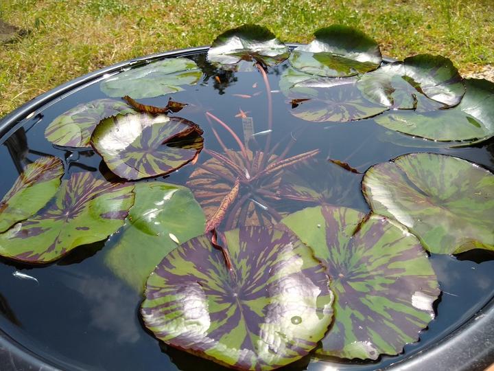 軽くて丈夫なスイレン鉢 直径60cmの特大サイズ（黒）2個セット メダカ