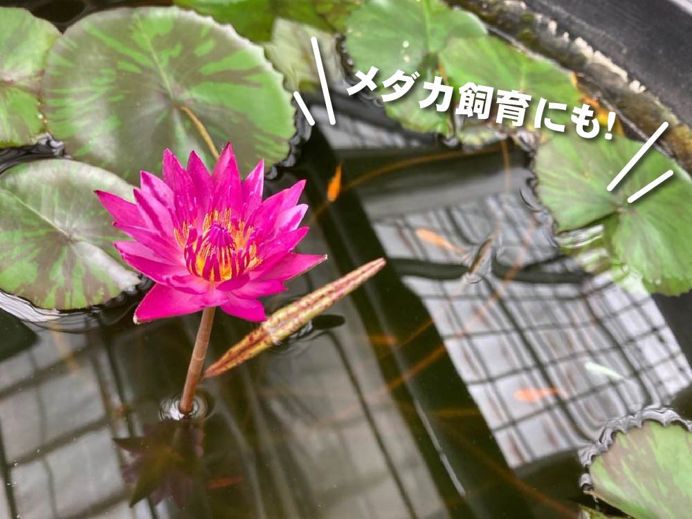 軽くて丈夫なスイレン鉢 直径60cmの特大サイズ(黒)2個セット メダカ 軽くて丈夫なスイレン鉢 直径60cmの特大サイズ(黒)2個セット メダカ