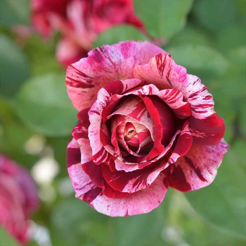 バラ大苗 オッタヴィオ ミッソーニ バルニ Rose BARNI 7号｜花木04-PA