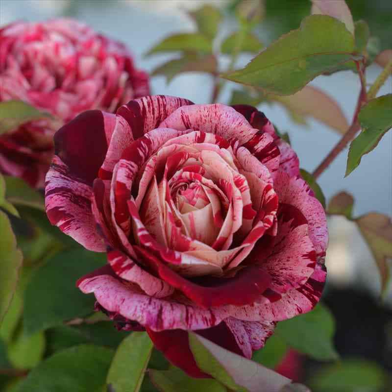 バラ大苗 オッタヴィオ ミッソーニ バルニ Rose BARNI 7号｜花木04-PA