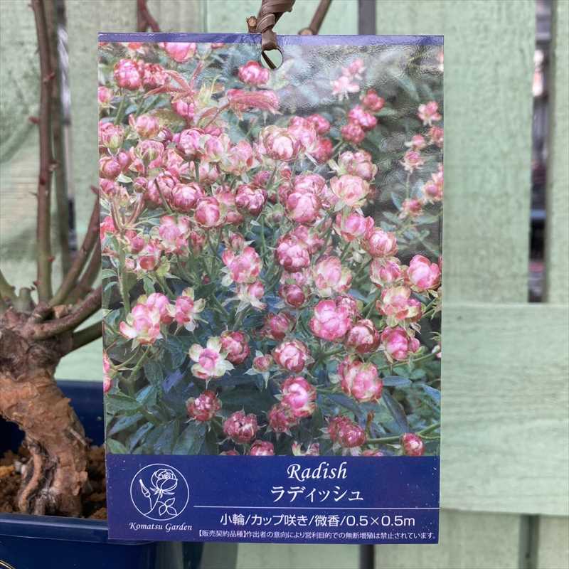 バラ大苗 ラディッシュ 5号 コマツガーデン5号｜花木04-PA | 花木
