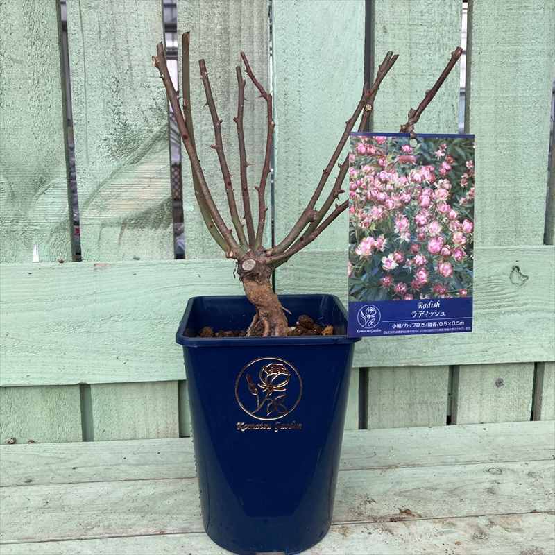 バラ大苗 ラディッシュ 5号 コマツガーデン5号｜花木04-PA | 花木