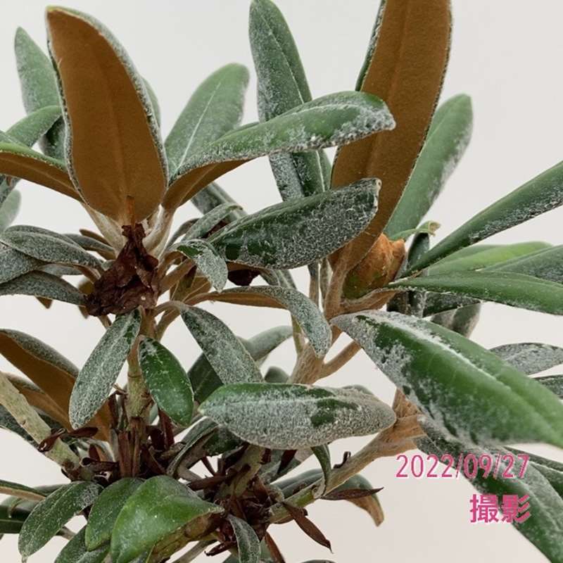 シモツケ　レグナスバージョン90MK #1,#2,#3,#4,#8 ジャンク シモツケ レグナスバージョン90MK #1,#2,#3,#4,#8 ジャンク - メルカリ