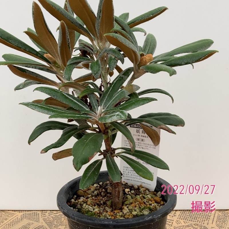 日本シャクナゲ 5号 妖峰｜花木02-D2 | 花木・庭木,シャクナゲ | 赤塚