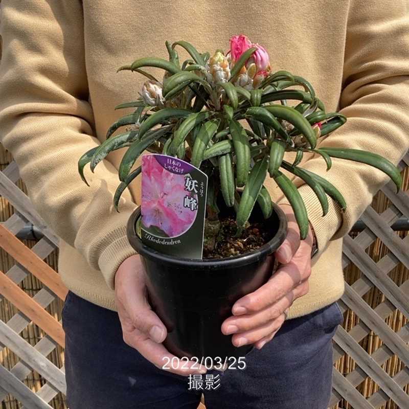 日本シャクナゲ 5号 妖峰｜花木02-D2 | 花木・庭木,シャクナゲ | 赤塚