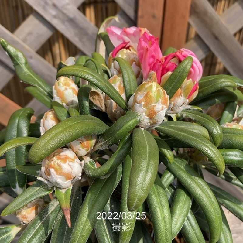 日本の花木 スピラエア(シモツケ) チェリーリップス | 株式会社ハクサン｜花や植物