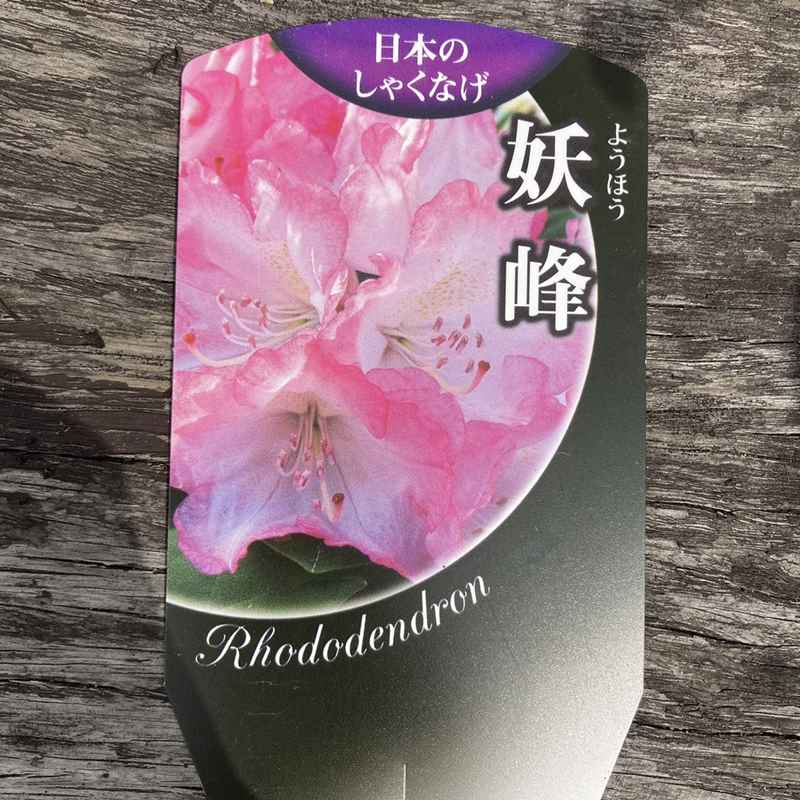 日本シャクナゲ 5号 妖峰｜花木02-D2 | 花木・庭木,シャクナゲ | 赤塚