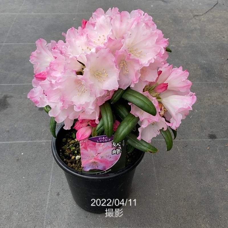 日本シャクナゲ 5号 妖峰｜花木02-D2 | 花木・庭木,シャクナゲ | 赤塚