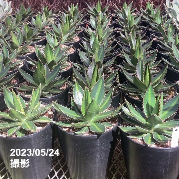 アガベ 6号 ローファンサ｜観葉01-D1 | 観葉・多肉,アガベ | 赤塚