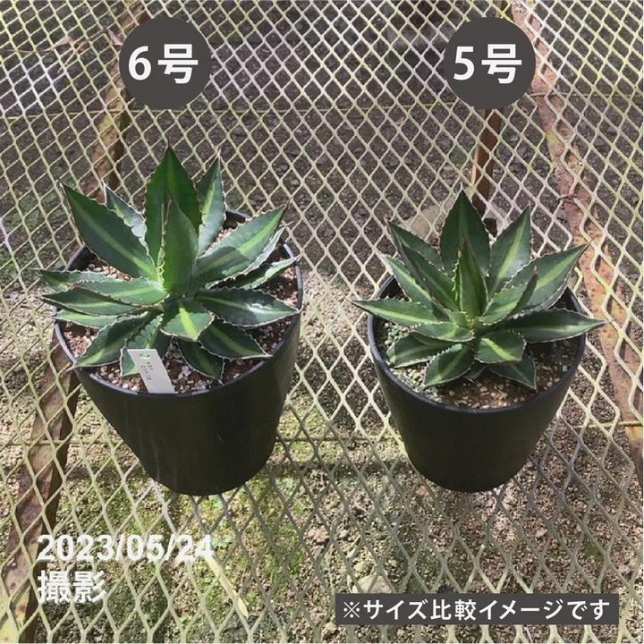 アガベ 6号 ローファンサ｜観葉01-D1 | 観葉・多肉,アガベ | 赤塚
