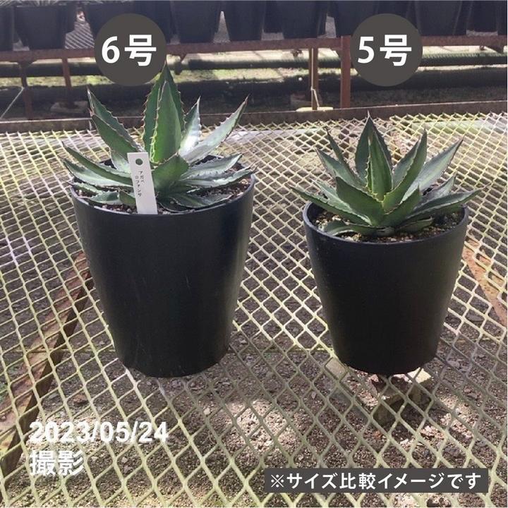 アガベ 6号 ローファンサ｜観葉01-D1 | 観葉・多肉,アガベ | 赤塚