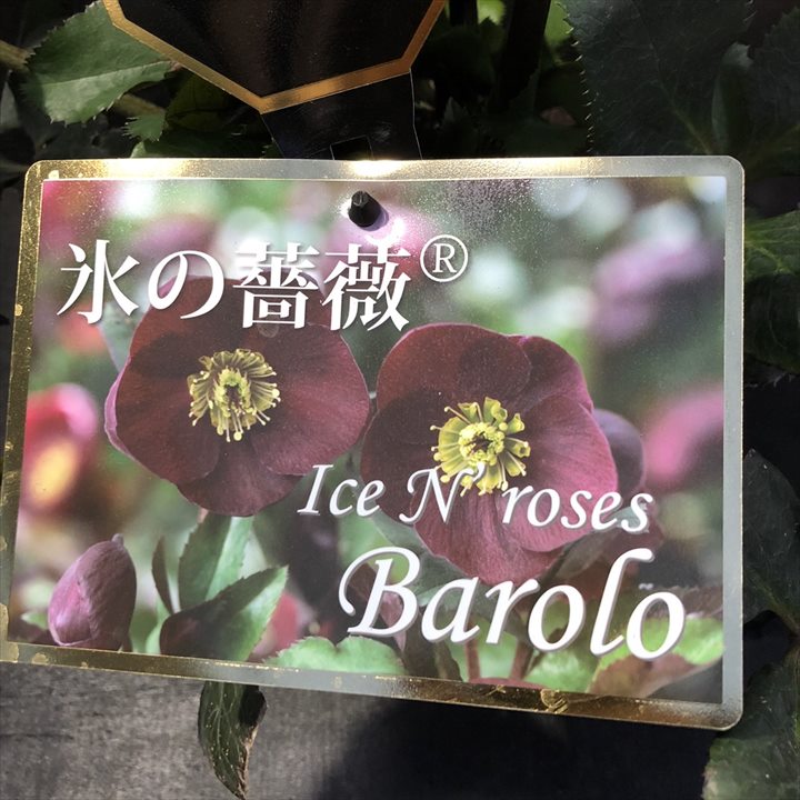 クリスマスローズ 氷の薔薇 7号 バローロ｜山野04-PA | 草花