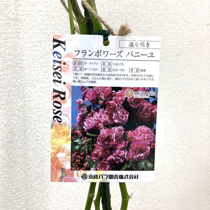 つるバラ長尺苗 フランボワーズバニーユ 6号 京成バラ園芸|s200|花木 つるバラ長尺苗 フランボワーズバニーユ 6号 京成バラ園芸|s200|花木