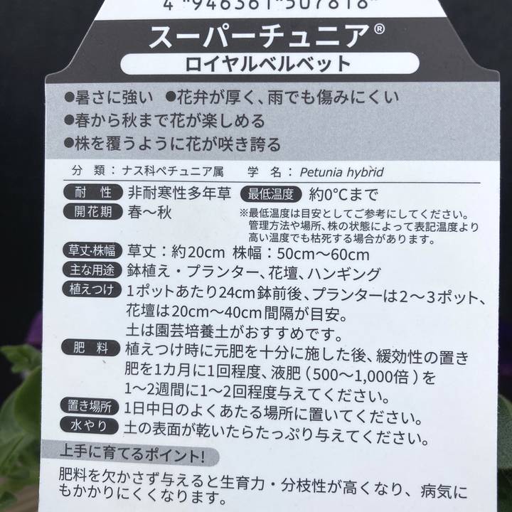 決算P5倍！8/2まで】PW スーパーチュニア ロイヤルベルベット 3.5号×3