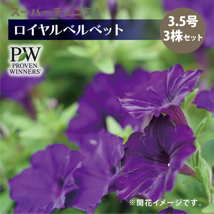 PW スーパーチュニア ロイヤルベルベット 3.5号×3株セット｜草花04-PA