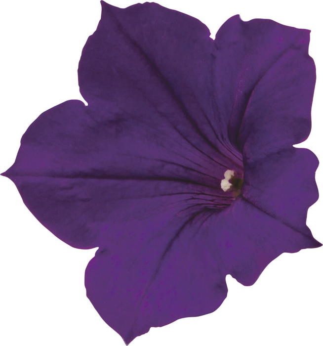 PW スーパーチュニア ロイヤルベルベット 3.5号×3株セット｜草花04-PA