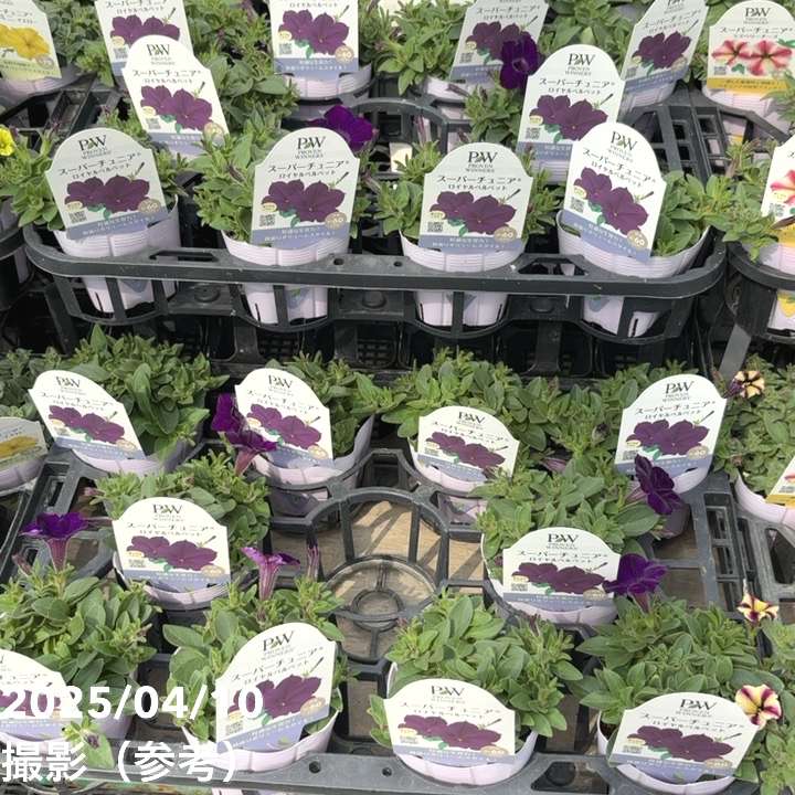 PW スーパーチュニア ロイヤルベルベット 3.5号×3株セット｜草花04-PA