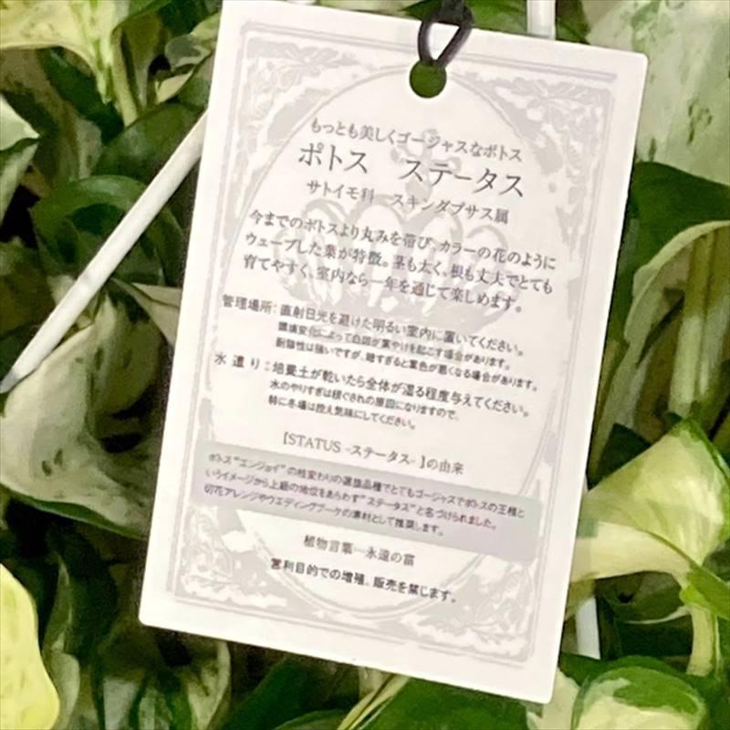 ポトスステータス 5号 吊り鉢仕様 PVP｜観葉04-PA | 観葉・多肉,ポトス