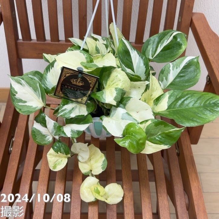 ポトスステータス 5号 吊り鉢仕様 PVP｜観葉04-PA | 観葉・多肉,ポトス