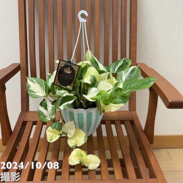 ポトスステータス 5号 吊り鉢仕様 PVP｜観葉04-PA | 観葉・多肉,ポトス