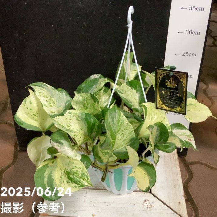 ポトスステータス 5号 吊り鉢仕様 PVP｜観葉04-PA | 観葉・多肉,ポトス