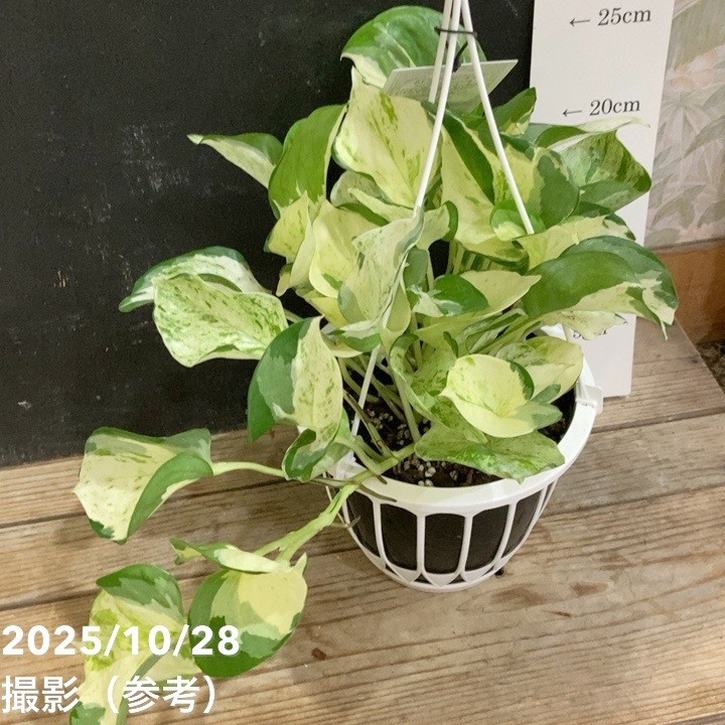 ポトスステータス 5号 吊り鉢仕様 PVP｜観葉04-PA | 観葉・多肉,ポトス