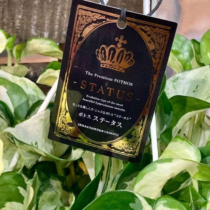 ポトスステータス 5号 吊り鉢仕様 PVP｜観葉04-PA | 観葉・多肉,ポトス