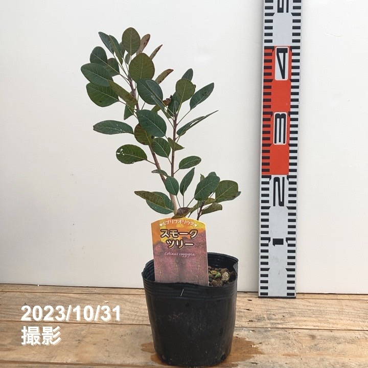 スモークツリー ルブリフォリウス 4.5号｜花木10-TU | 花木