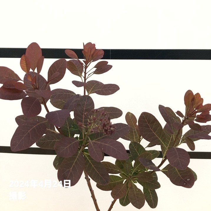 スモークツリー ルブリフォリウス 4.5号|花木10-TU