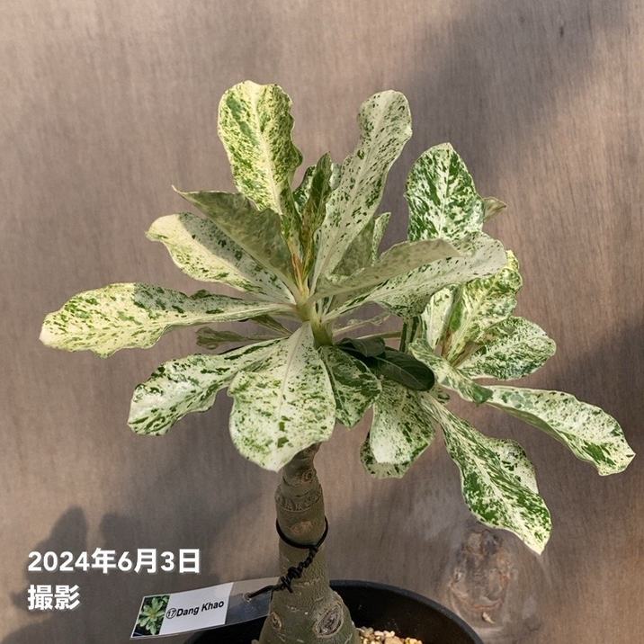 超希少・現品】斑入りアデニウムオベスムデーンカオ