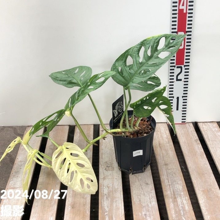 モンステラ アダンソニー 大型 引き取り限定 現品お届け モンステラ アダンソニー 大型 引き取り限定 現品お届け