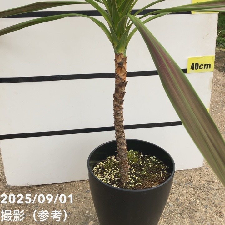 コルジリネ 8号 オーストラリス チョコミント｜s200｜草花01-D1 | 花木