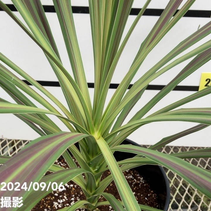 【AL939】コルジリネ　チョコミント 専用 コルジリネ：チョコレートミント5号ポット の通販 | 園芸ネット