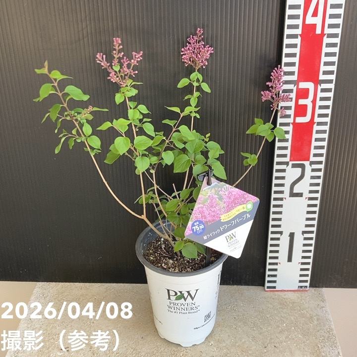 PW 姫ライラック ドワーフパープル 11cmロングポット｜花木04-PA