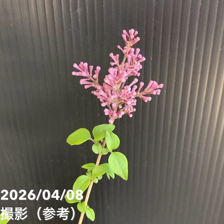 PW 姫ライラック ドワーフパープル 11cmロングポット｜花木04-PA