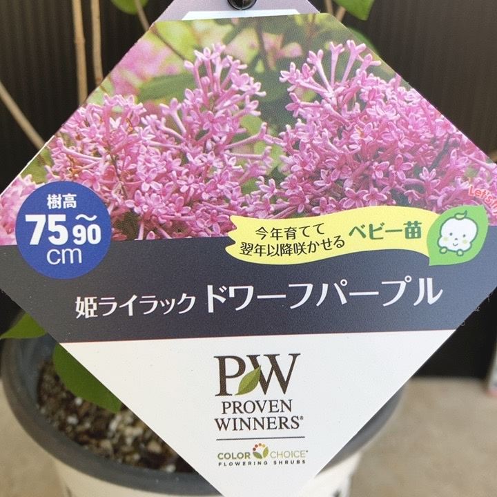 PW 姫ライラック ドワーフパープル 11cmロングポット｜花木04-PA