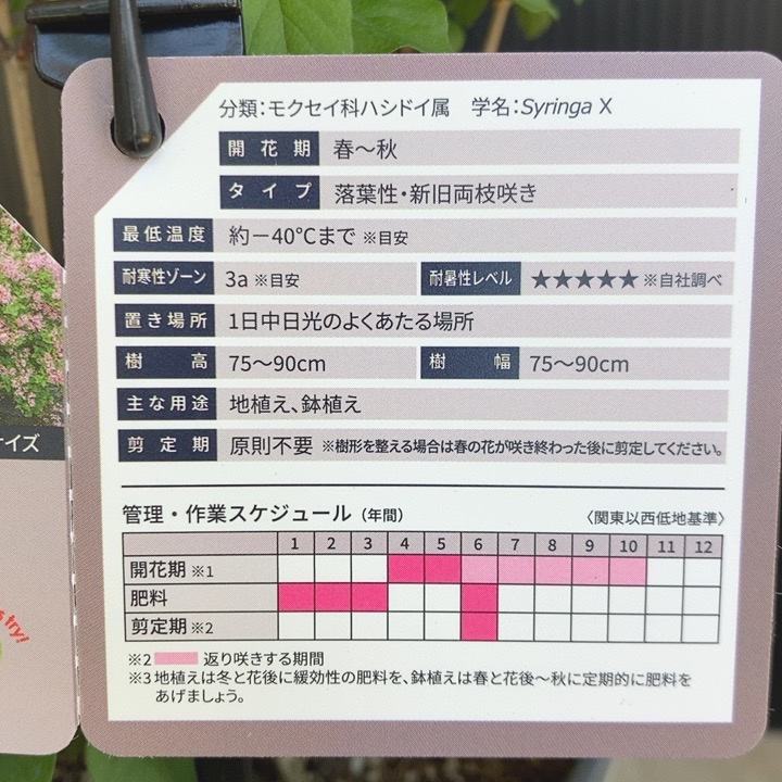 PW 姫ライラック ドワーフパープル 11cmロングポット｜花木04-PA