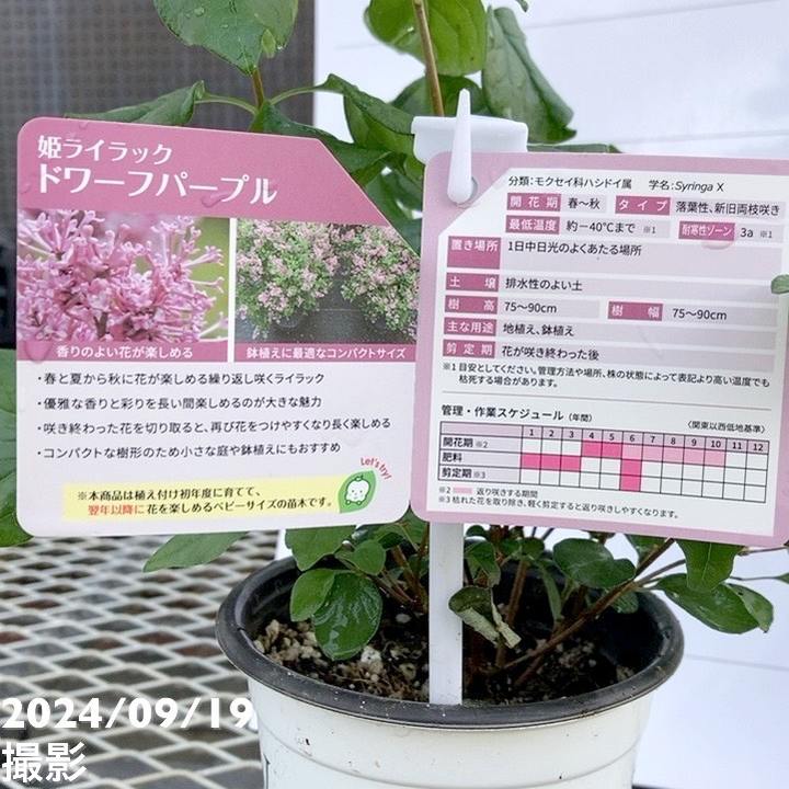 PW 姫ライラック ドワーフパープル 11cmロングポット｜花木04-PA