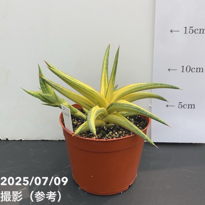 特大株 サンスベリア カウレッセンス スーパースター サンセベリア 斑入り 特大株 サンスベリア カウレッセンス スーパースター サンセベリア 斑入り