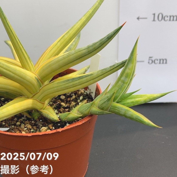 新品　観葉植物　珍しいサンスベリア　斑入り　新品　写真を今日撮ったものに変更 現品お届け】サンスベリア 3.5号 バリースター 斑入り（S104）｜観葉02