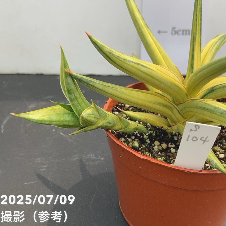 現品お届け】サンスベリア 3.5号 バリースター 斑入り（S104）｜観葉02