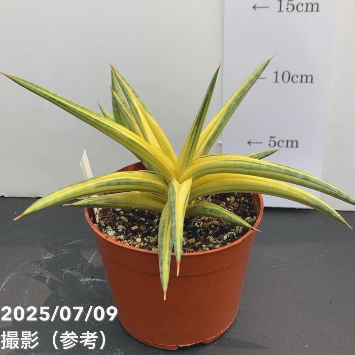 新品　観葉植物　珍しいサンスベリア　斑入り　新品　写真を今日撮ったものに変更 現品お届け】サンスベリア 3.5号 バリースター 斑入り（S104）｜観葉02