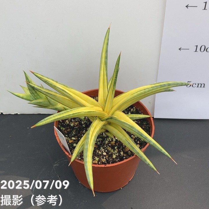 セール中　斑入り　サンセベリア　ES21007 サンスベリア 斑入り サンセベリア sp.ES21007 サンスベリア Sansevieria