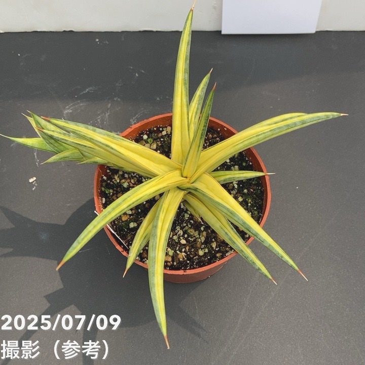 現品お届け】サンスベリア 3.5号 バリースター 斑入り（S104）｜観葉02