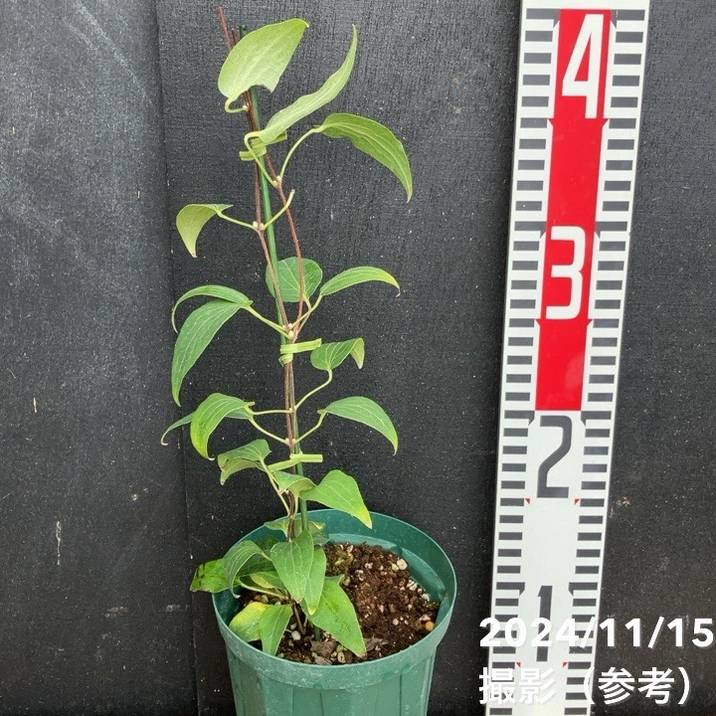 クレマチス 紅焔 こうえん 4号スリット鉢｜草花04-PA | 草花,[多年草