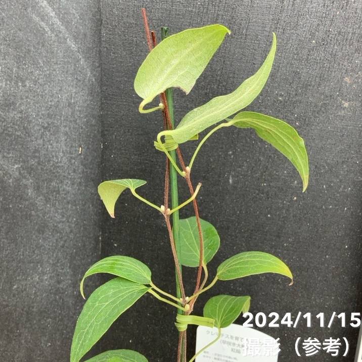 クレマチス 紅焔 こうえん 4号スリット鉢｜草花04-PA | 草花