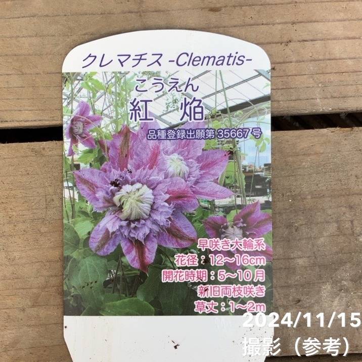 クレマチス 紅焔 こうえん 4号スリット鉢｜草花04-PA | 草花